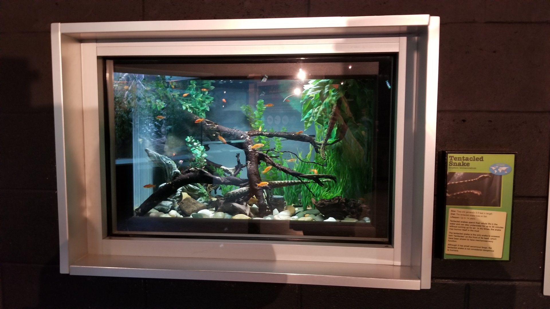 Turtle Back Zoo - tentacled snakes