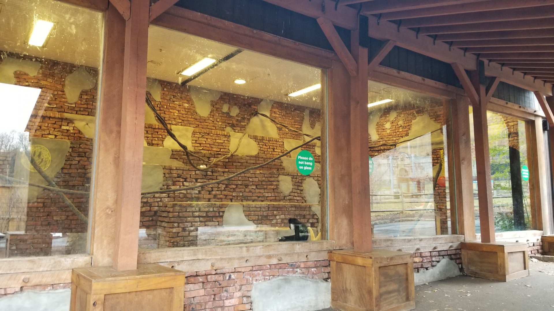 Turtle Back Zoo - White-cheeked gibbons