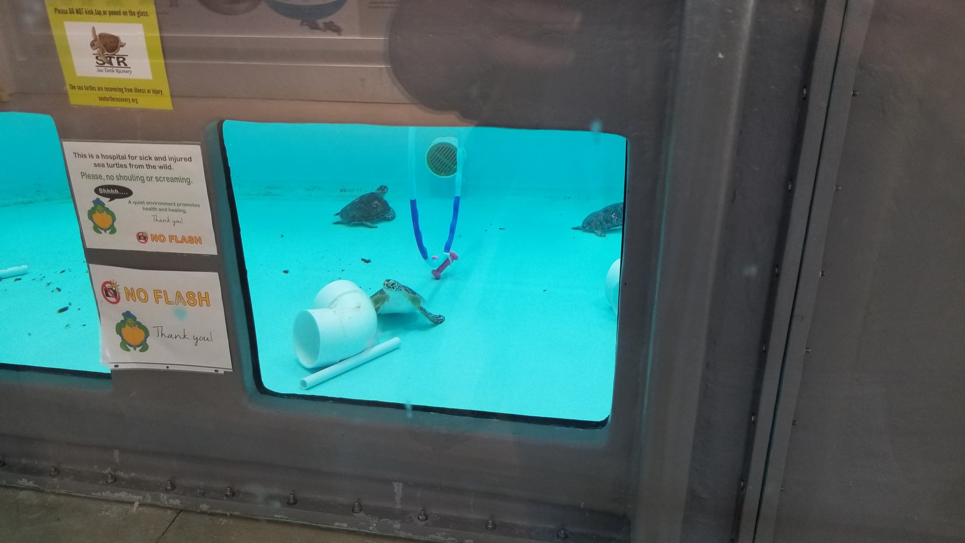 Turtle Back Zoo - young sea turtles