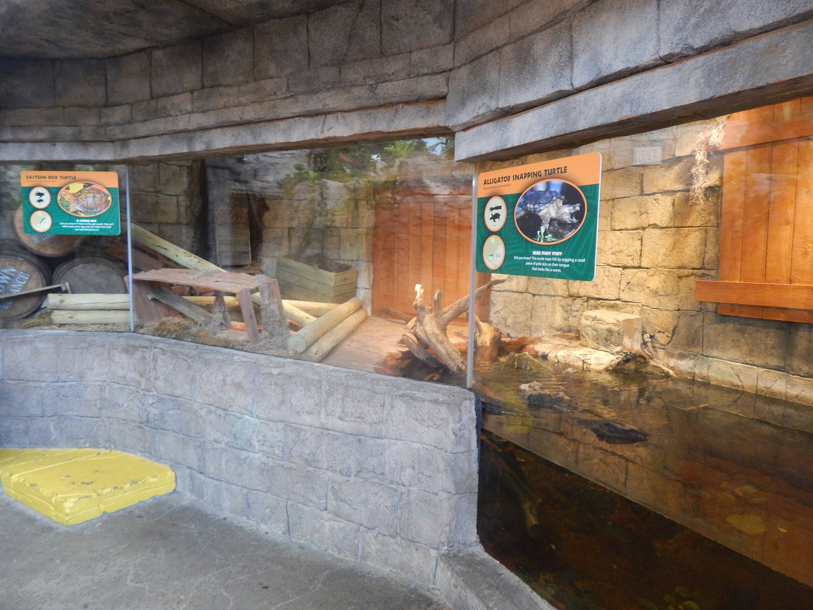 Turtle Canyon - New 2014! - Alligator Snapping Turtle + Eastern Box Turtle