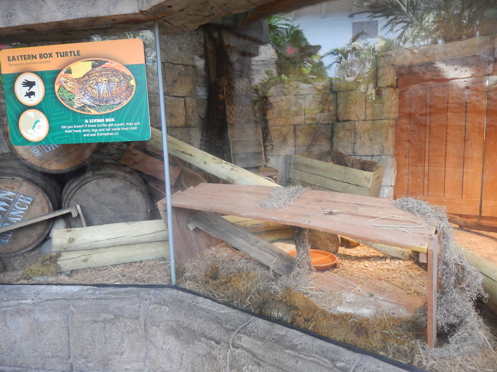 Turtle Canyon - New 2014! - Eastern Box Turtle Exhibit