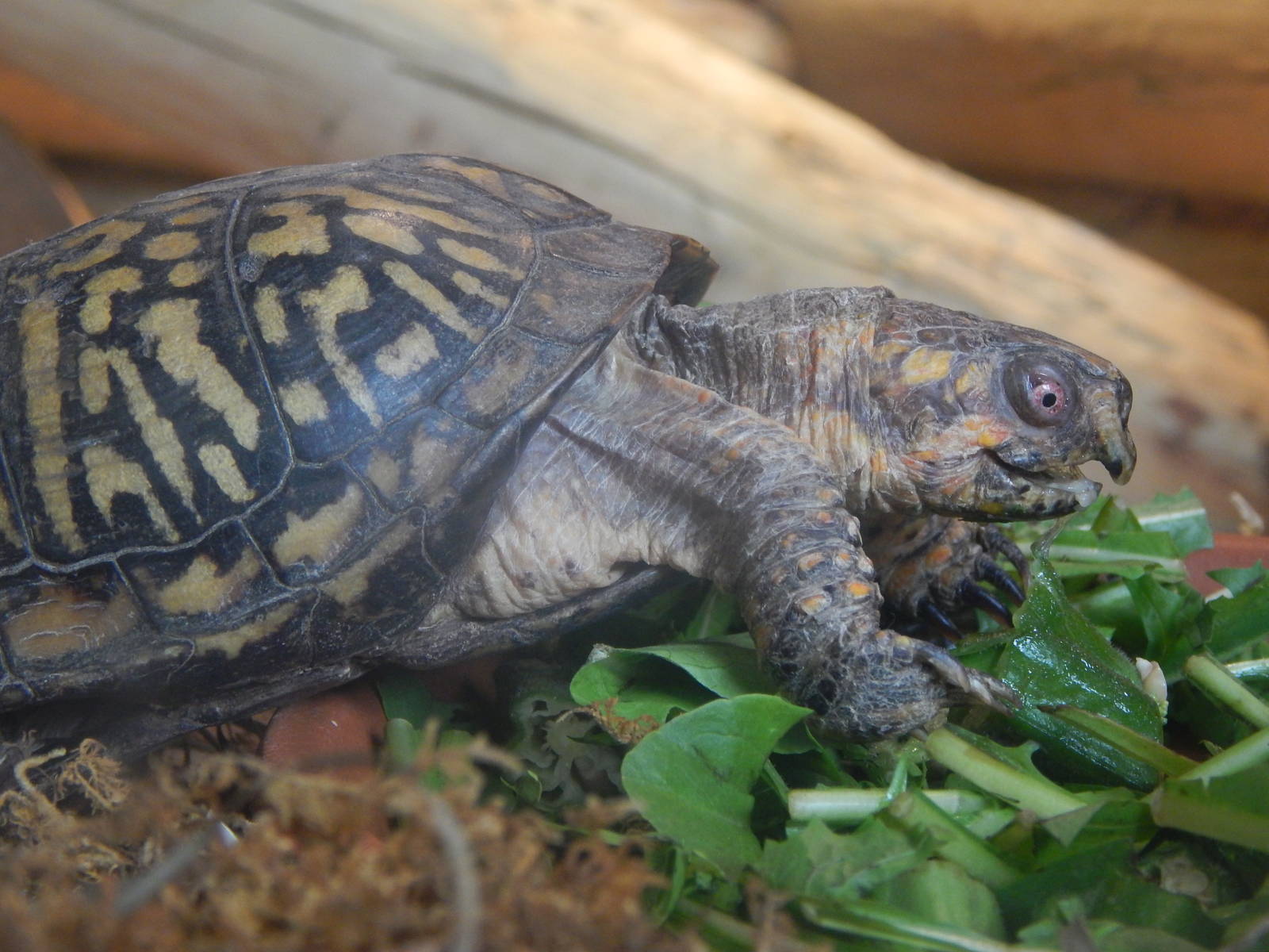 Turtle Canyon - New 2014! - Eastern Box Turtle