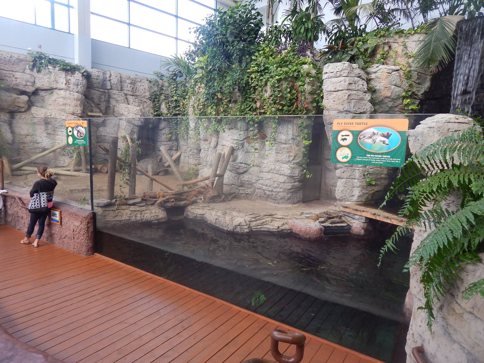 Turtle Canyon - New 2014! - Galapagos Tortoise + Fly River Turtle Exhibits