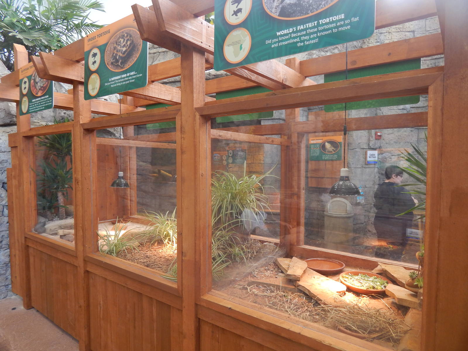 Turtle Canyon - New 2014! - Pancake + Spider + Egyptian Tortoise Exhibits