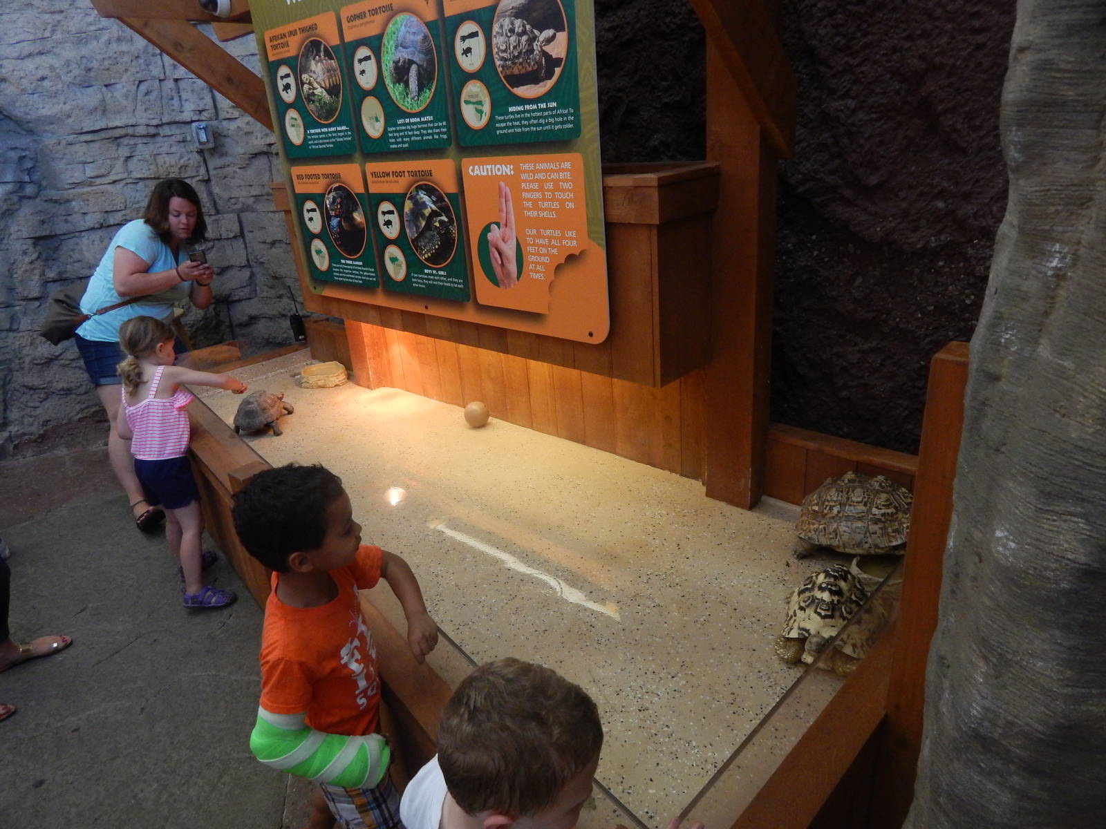 Turtle Canyon - New 2014! - Turtle Corral Touch Area (5 Species)