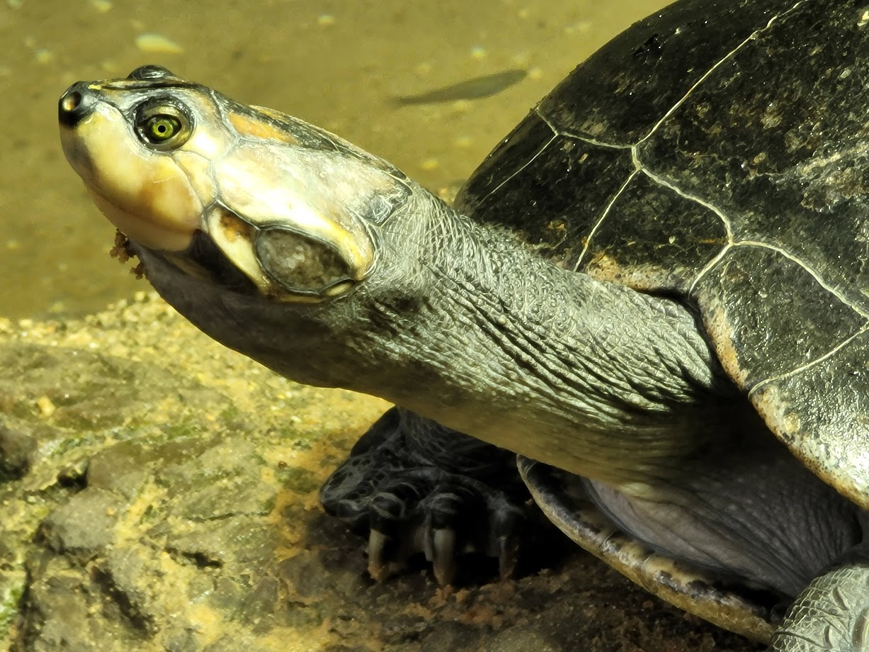 Turtle Close-Up