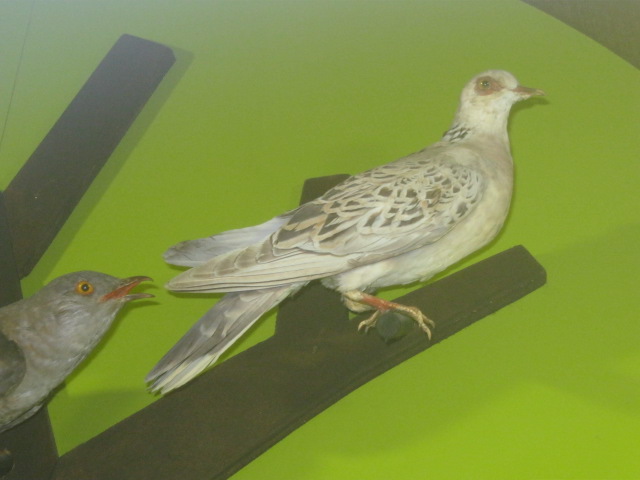 Turtle Dove - Portsmouth Nat Hist Museum 2015.