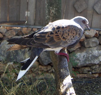 Turtle Dove (Streptopelia turtur)