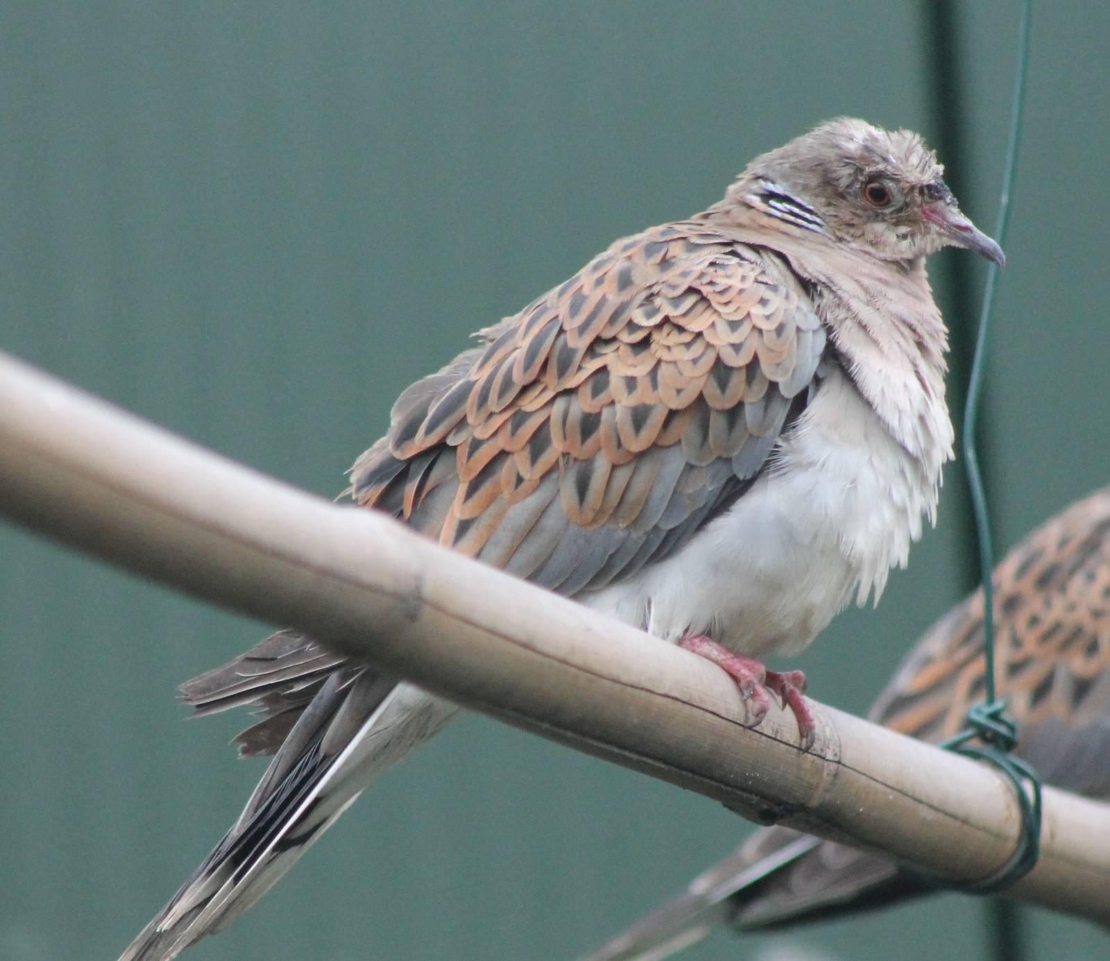 Turtle dove