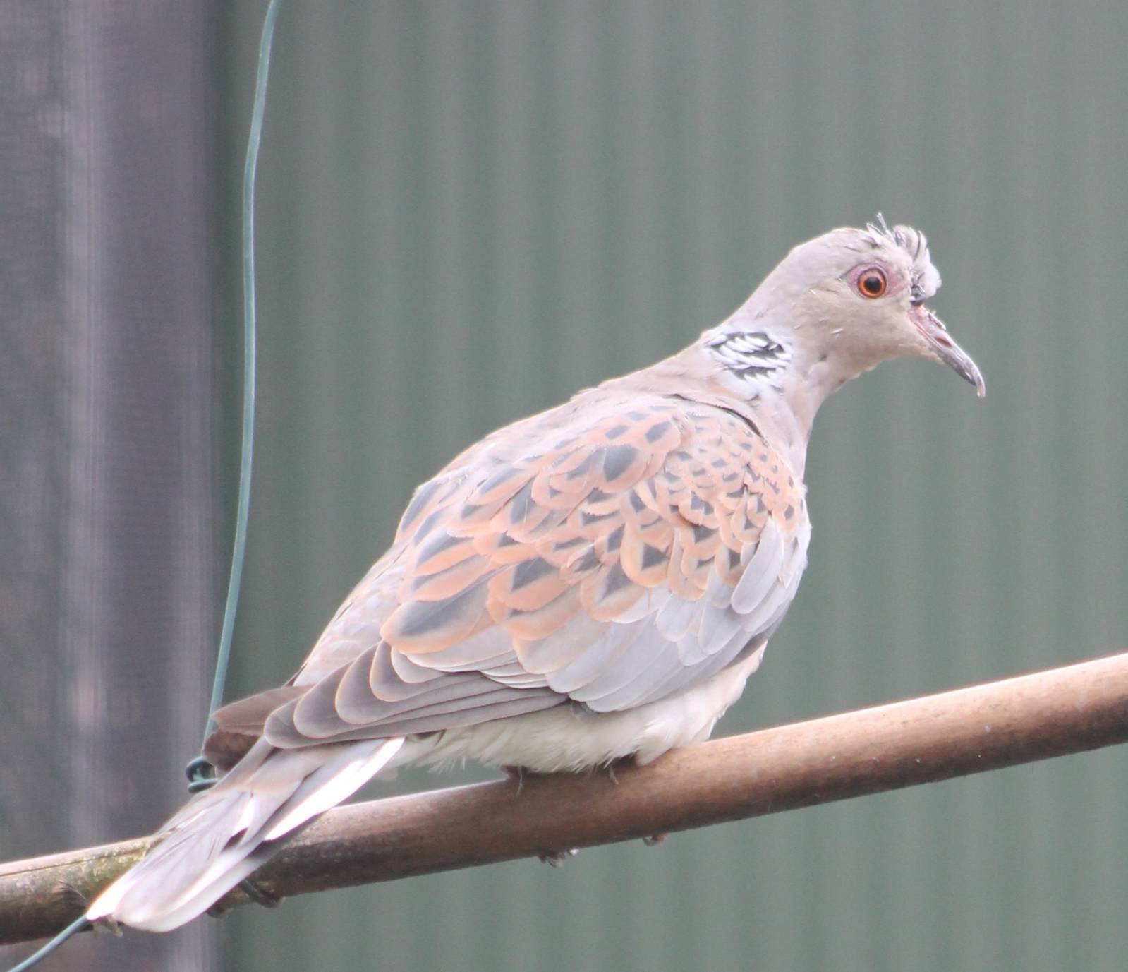 Turtle dove