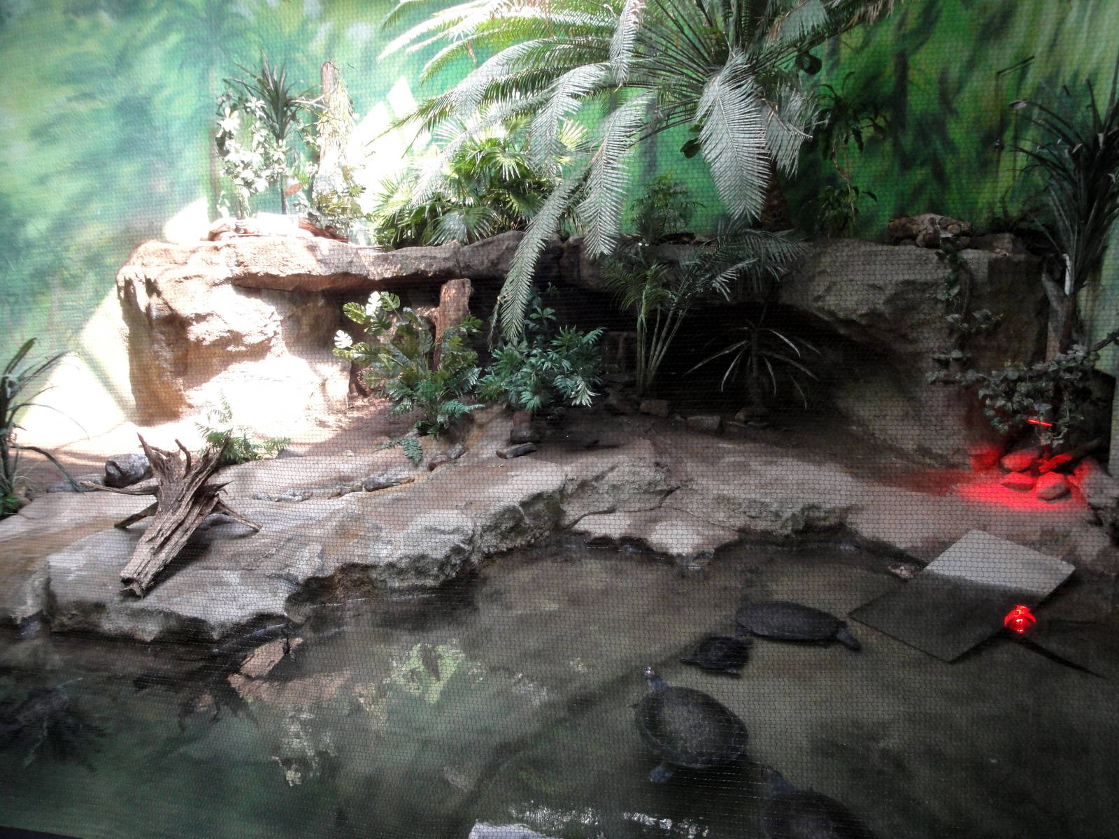 Turtle/Dwarf Caiman/Rhinoceros Iguana Exhibit