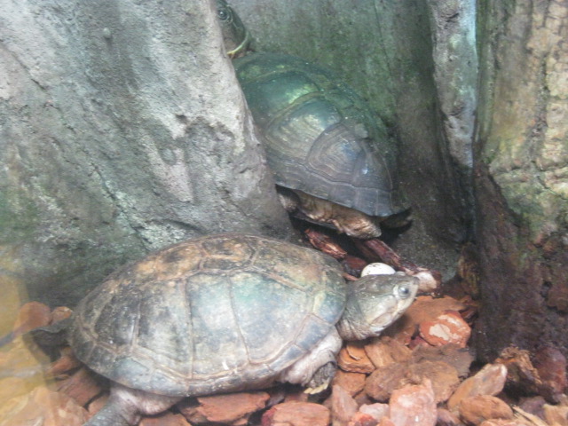 Turtle egg just laid 2015