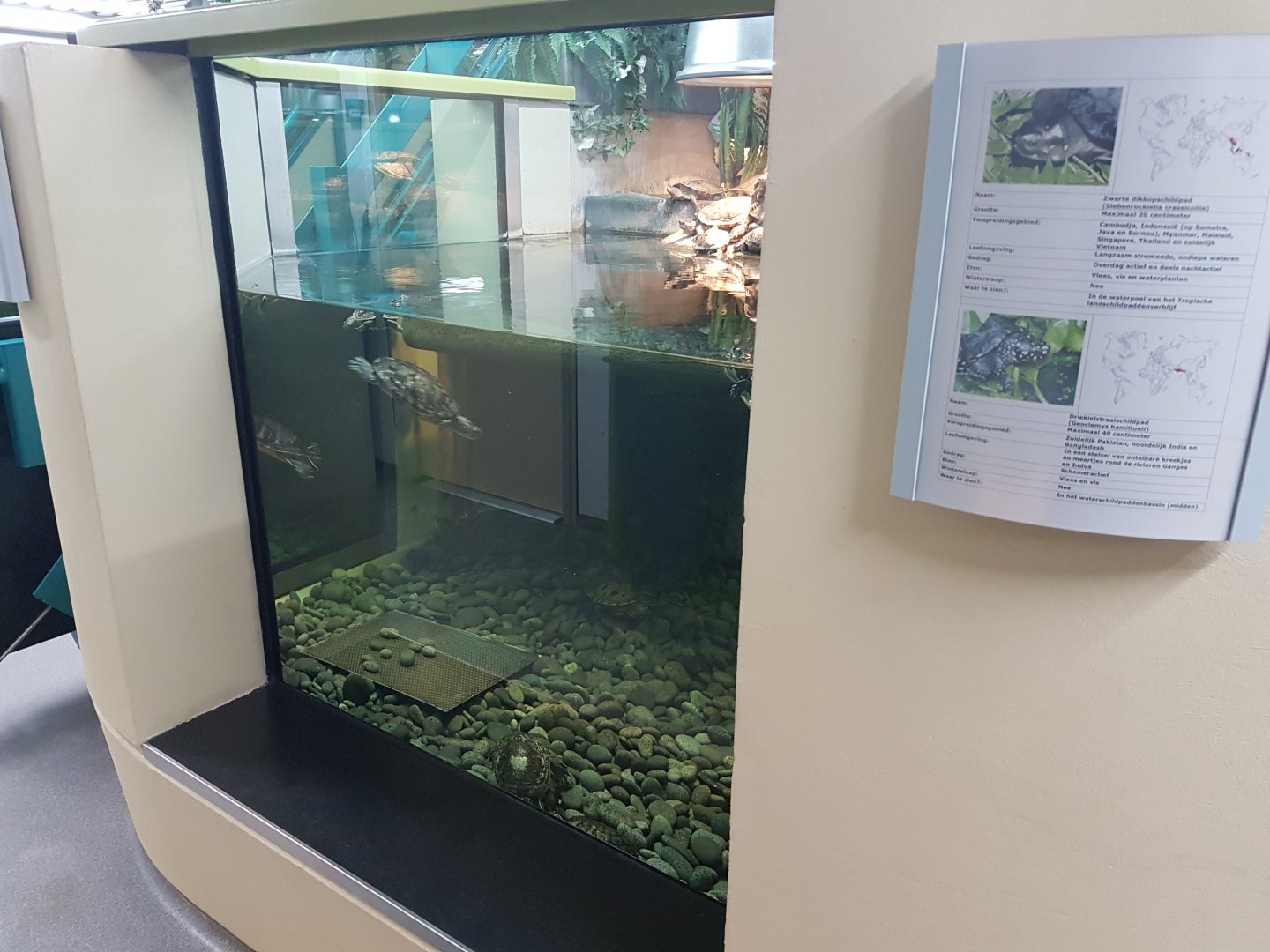 Turtle-enclosure and signs