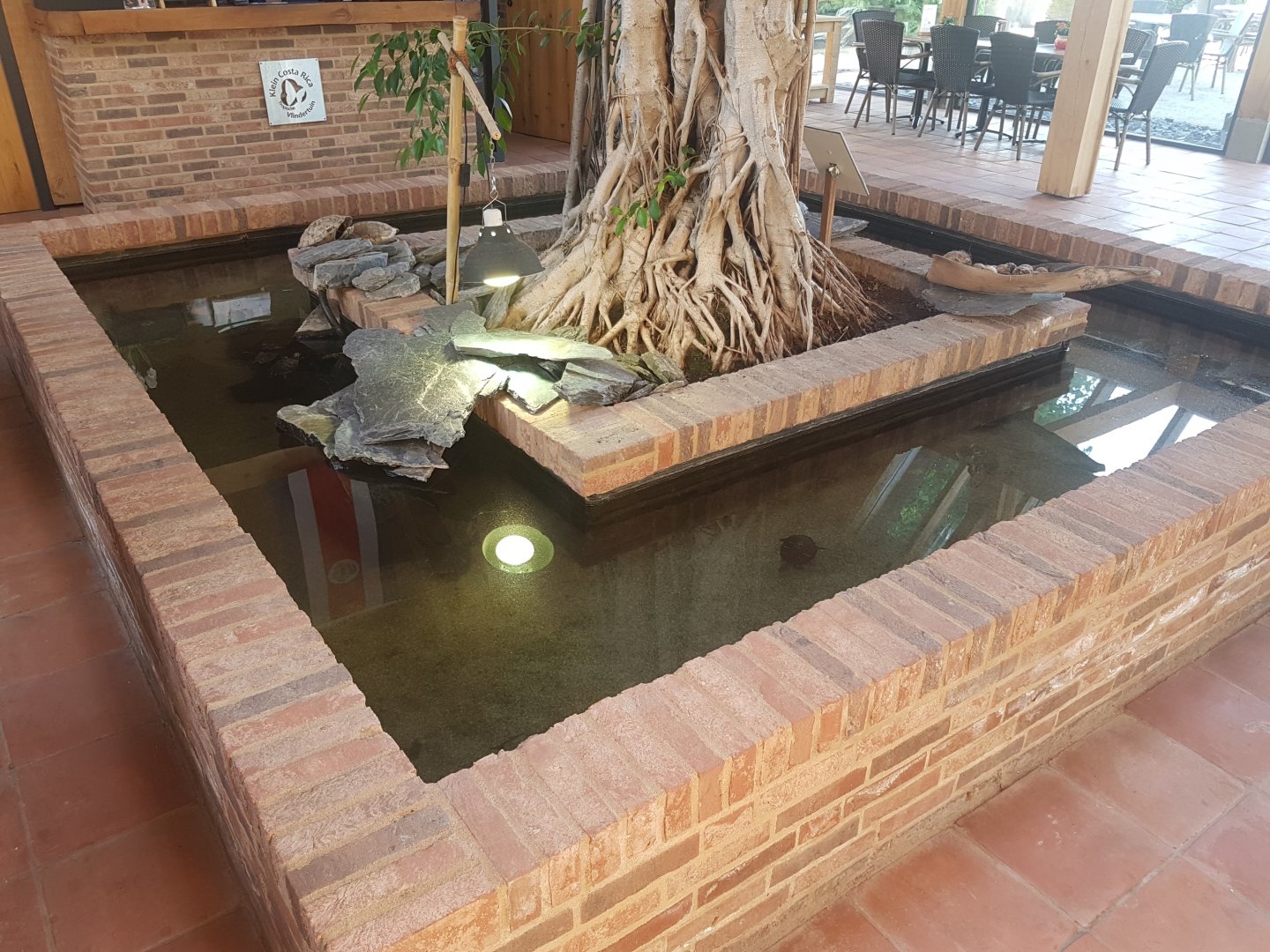Turtle-enclosure in restaurant