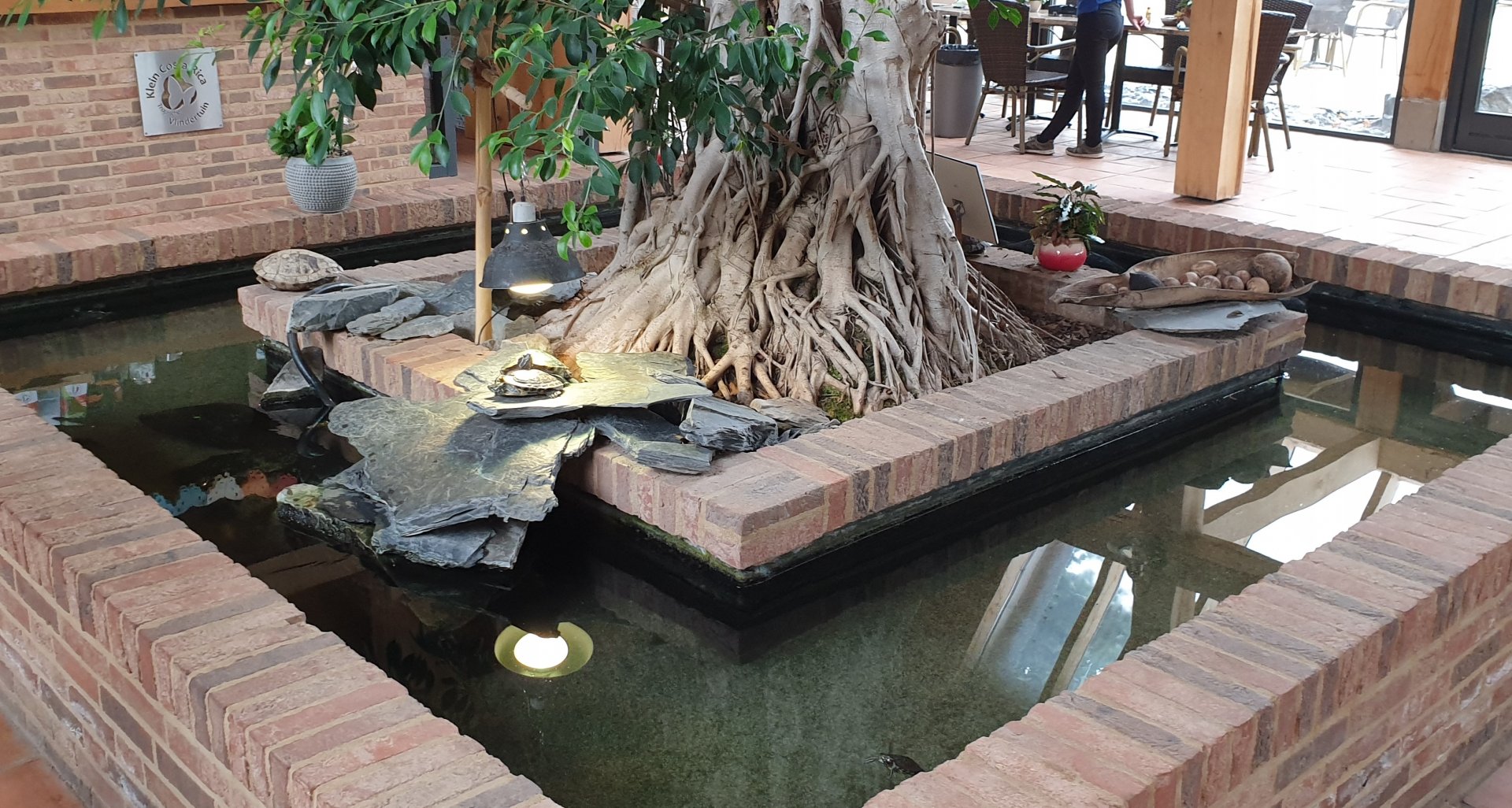 Turtle-enclosure in the restaurant