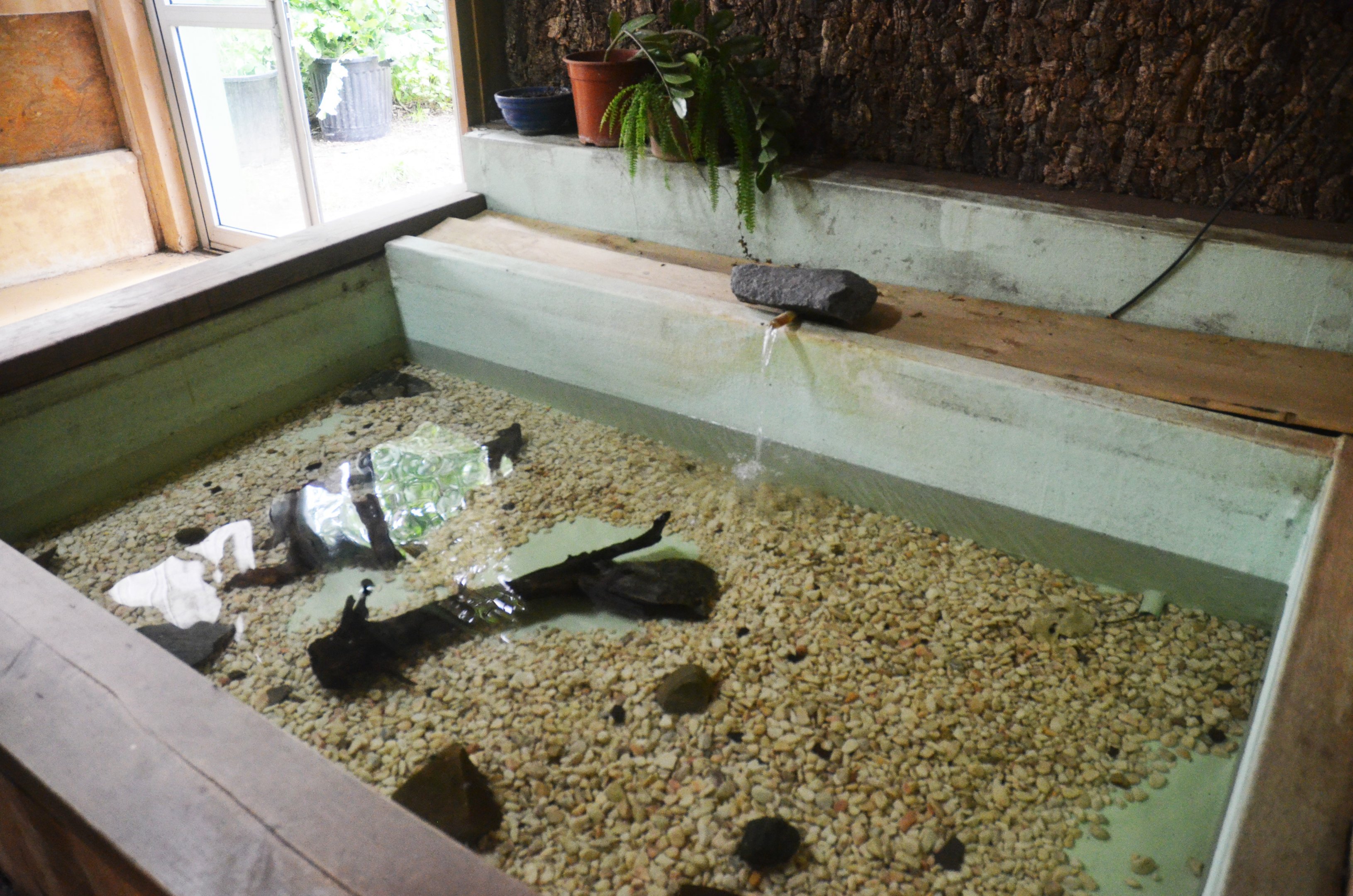 Turtle Enclosure in the Vivarium at Spaycific'Zoo, 13/06/18