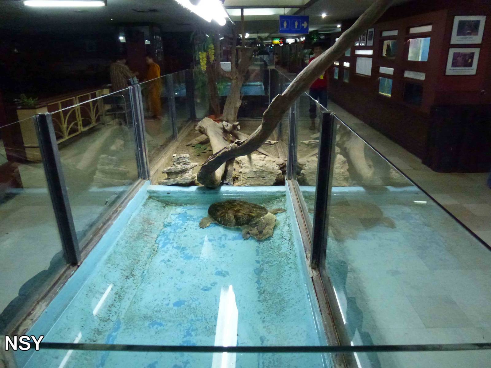 Turtle enclosure, June 2013.