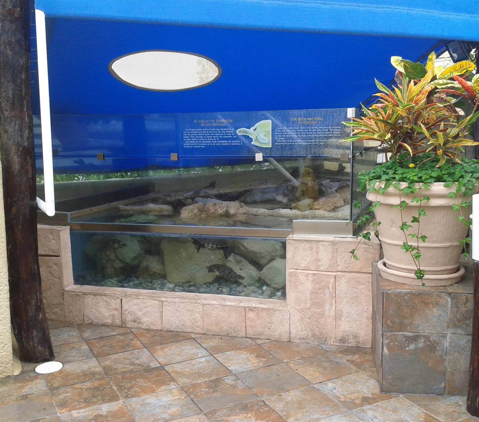 Turtle enclosure