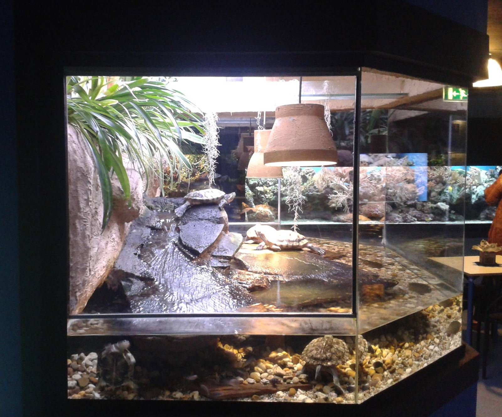 Turtle enclosure