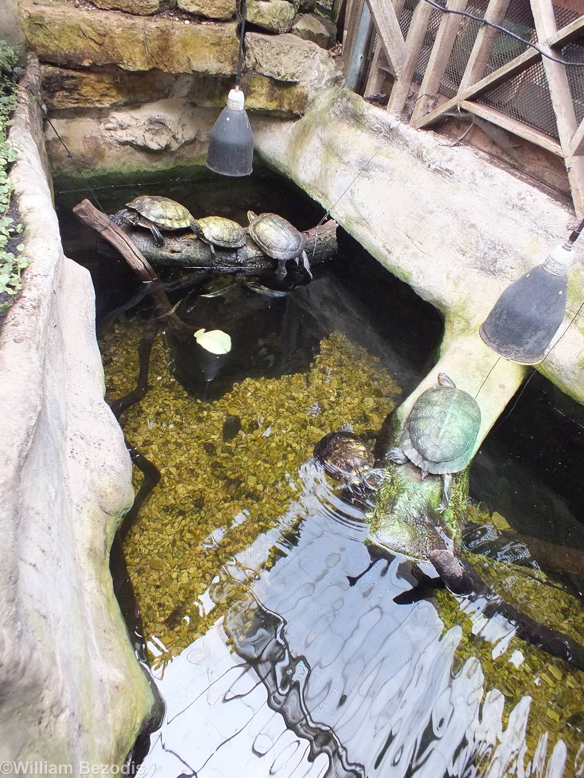 Turtle Enclosure