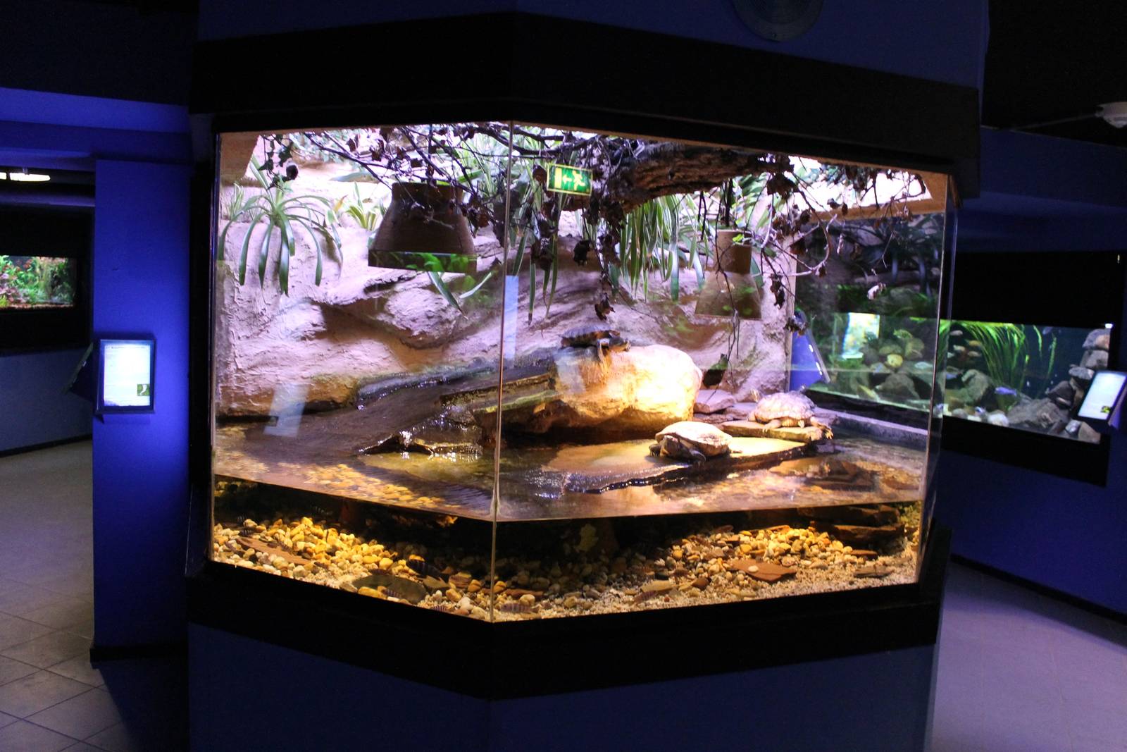 Turtle enclosure