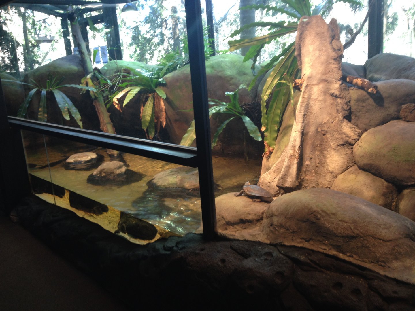 Turtle enclosure