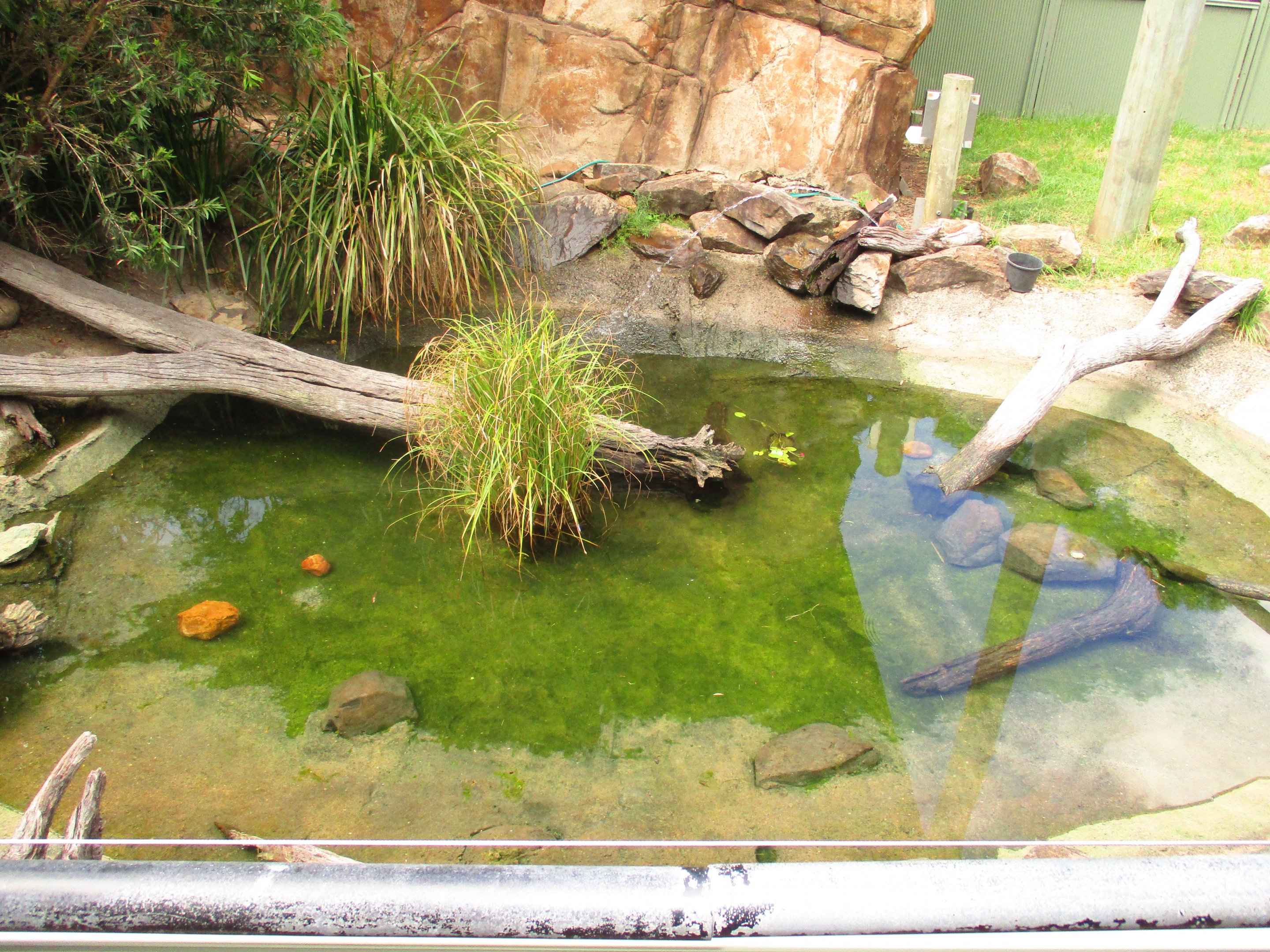 Turtle Enclosure