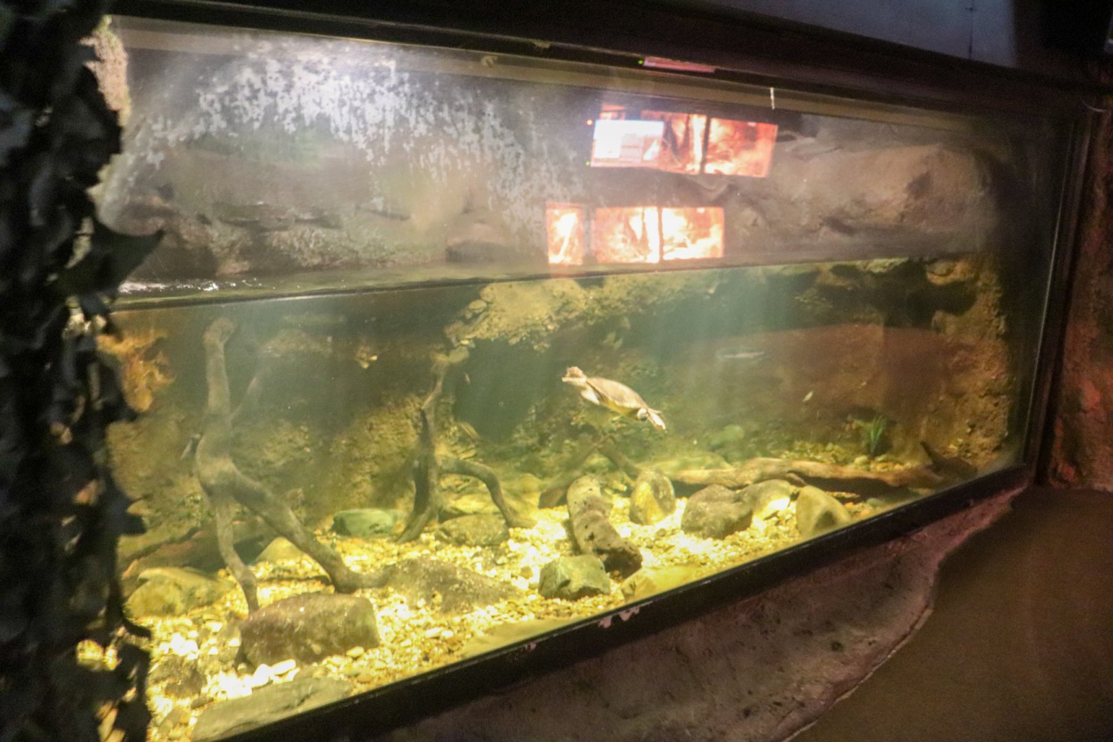 Turtle Enclosure