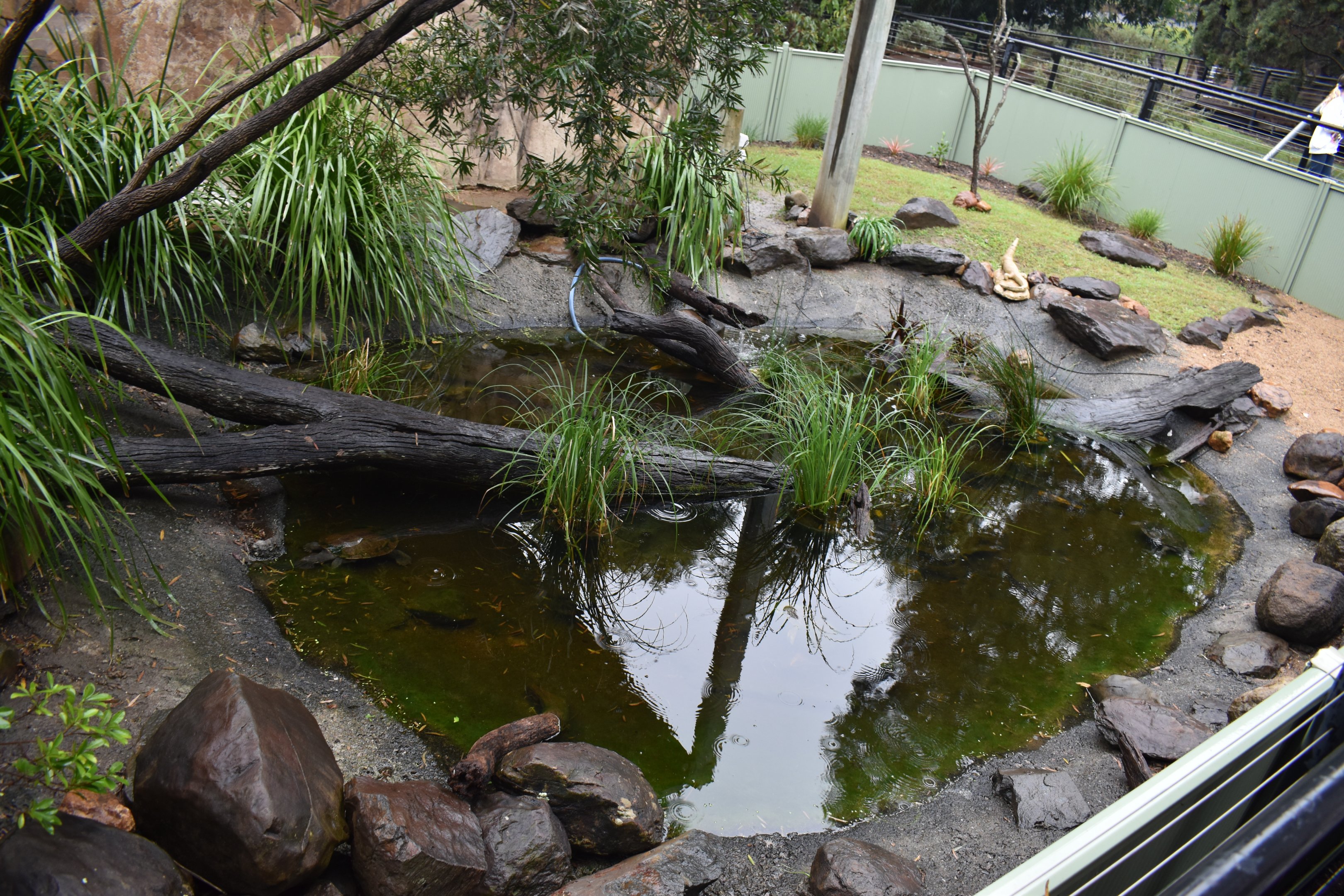 Turtle Enclosure