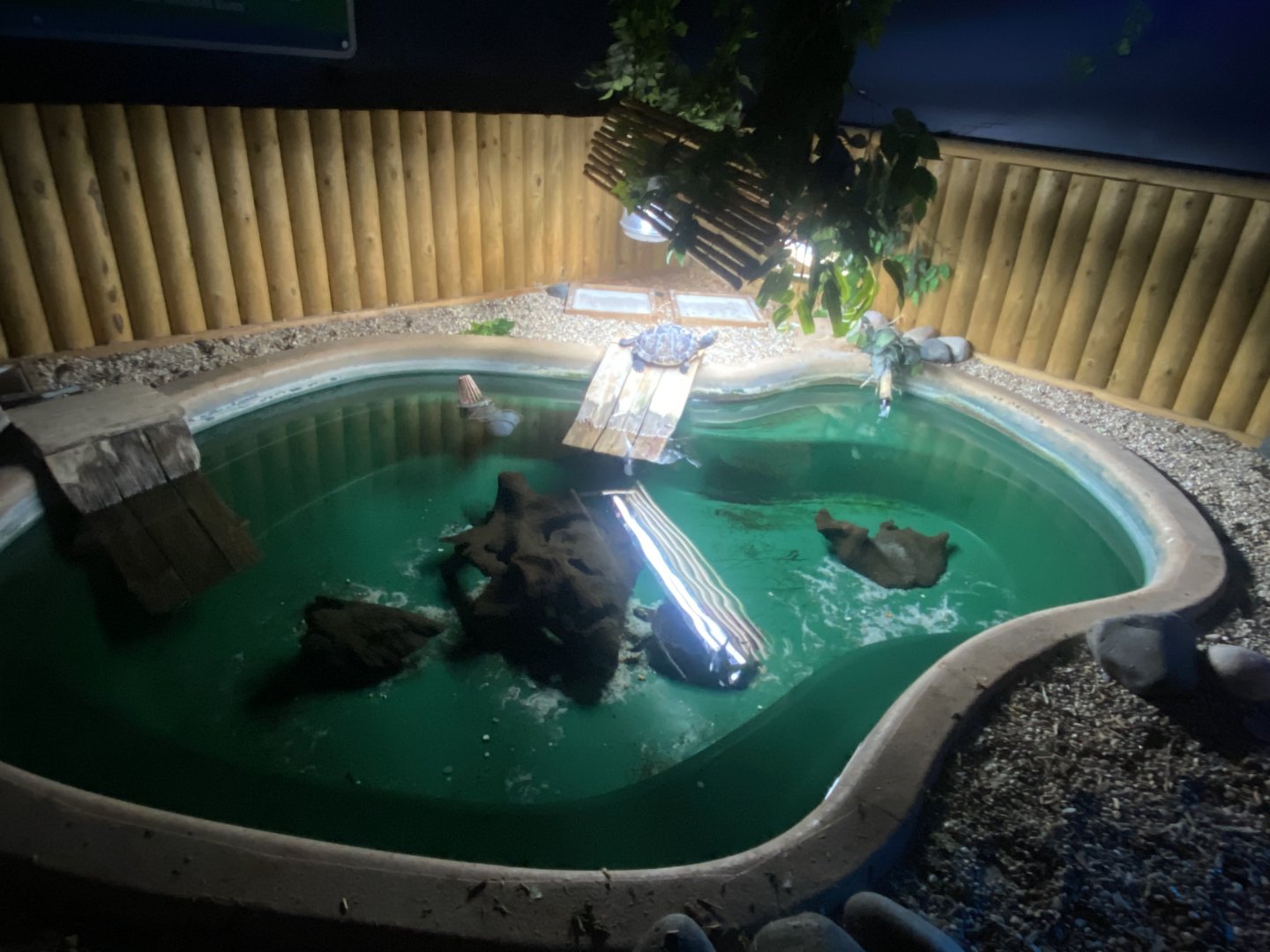 Turtle exhibit 060125