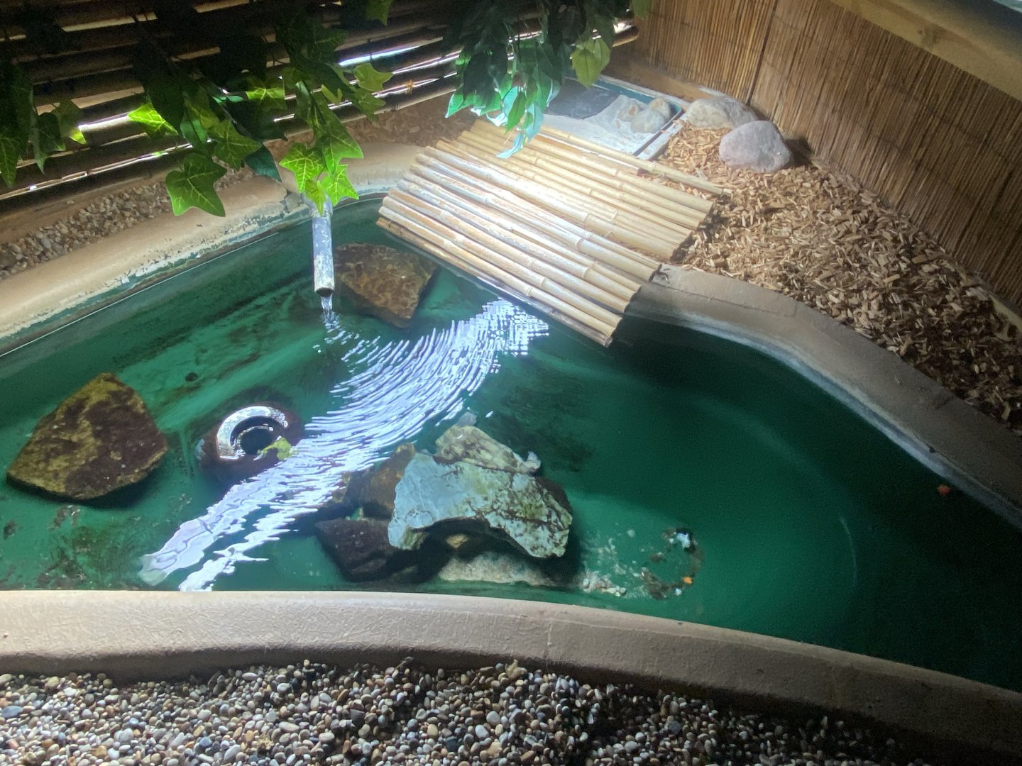 Turtle exhibit 060125