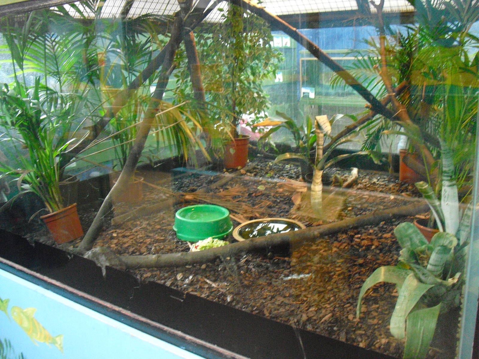 Turtle Exhibit - 16/10/2011