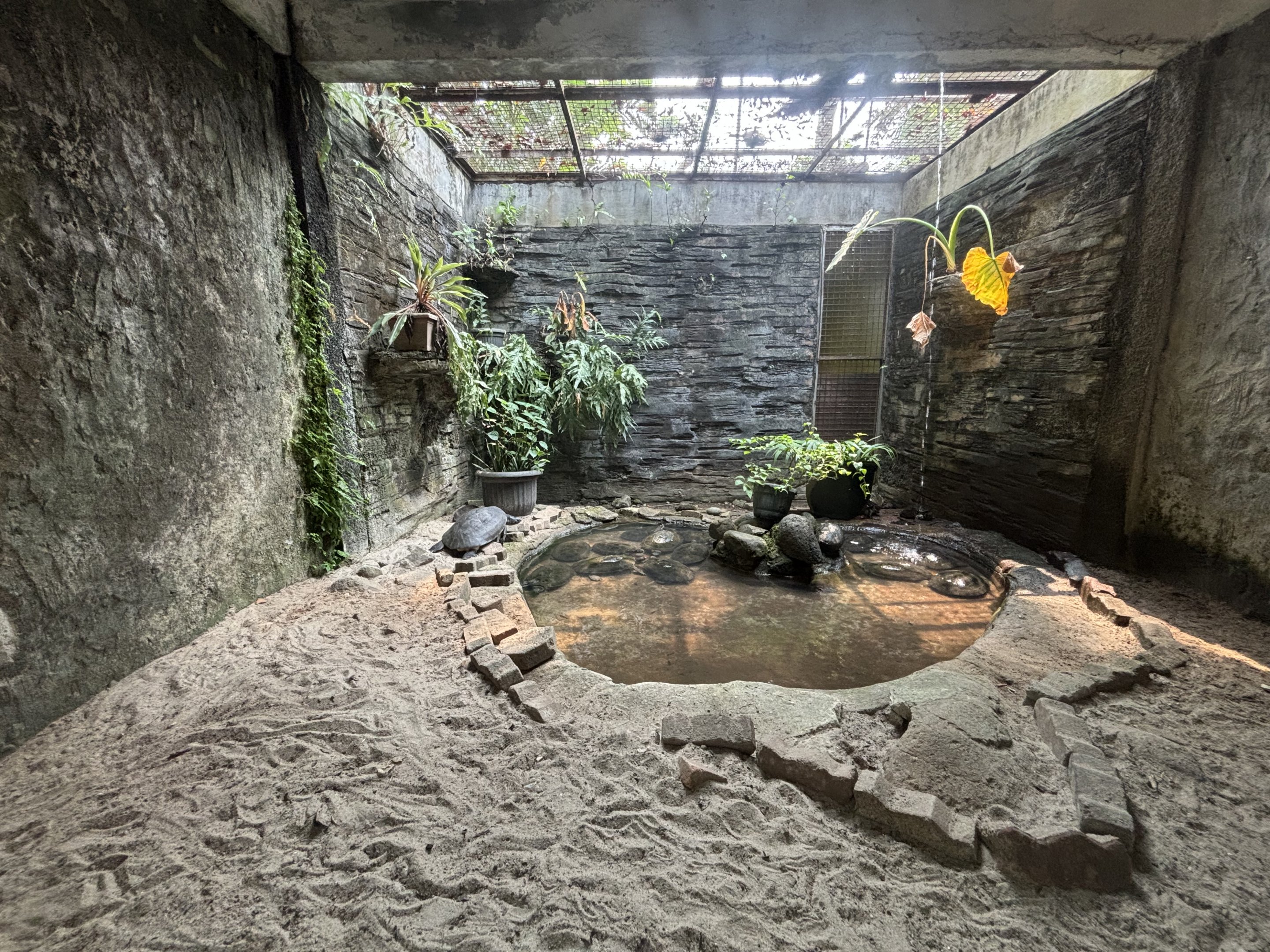 Turtle Exhibit #4 - Bornean River Turtles