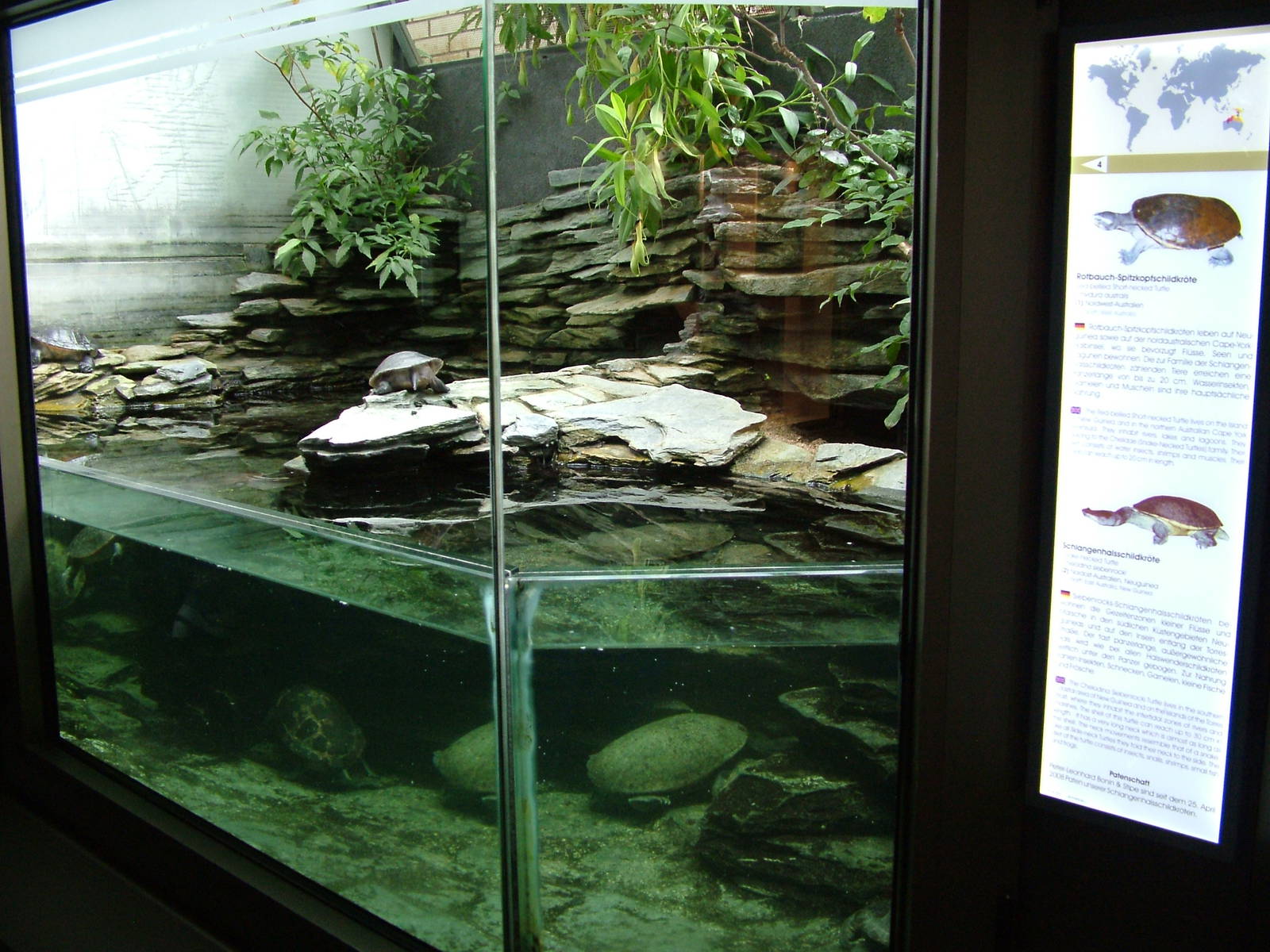 Turtle Exhibit at Berlin Zoo Aquarium, 31/08/11
