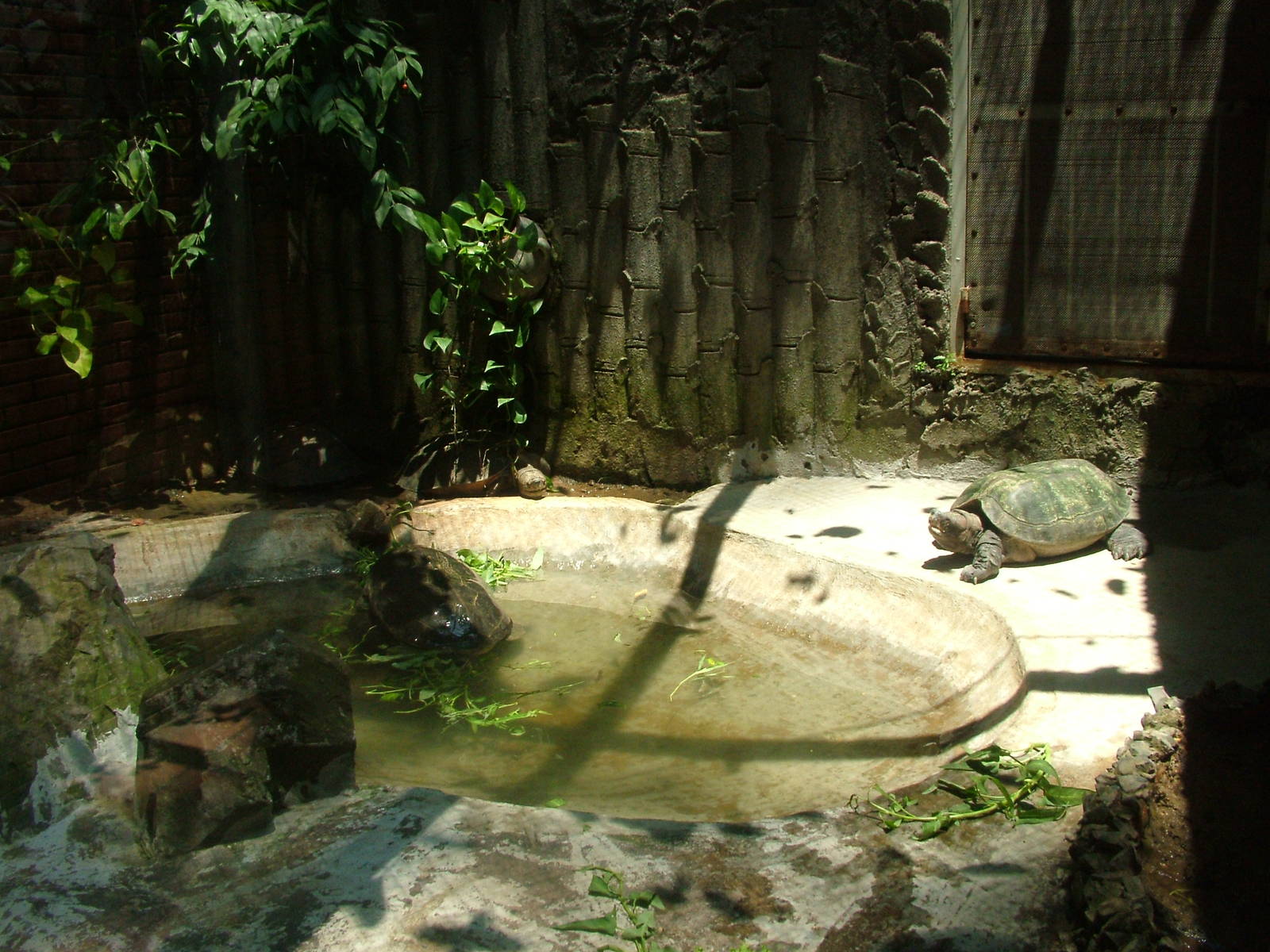 Turtle Exhibit at Saigon Zoo, 16/03/12
