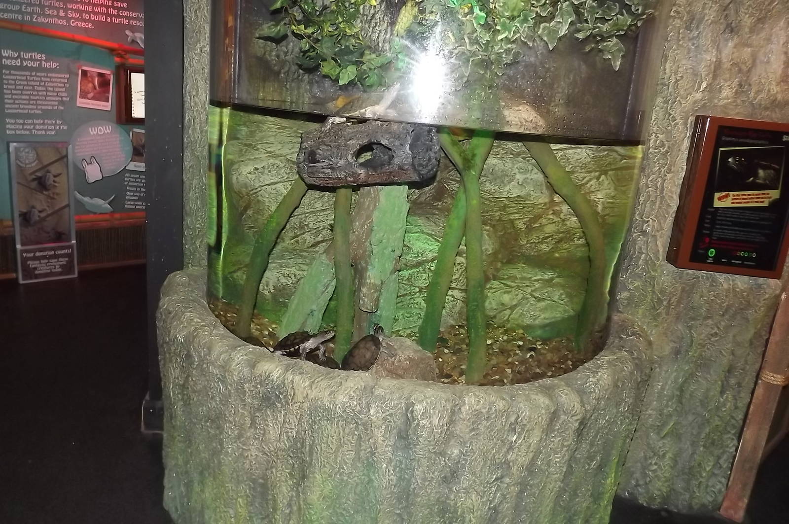 Turtle exhibit at SEA LIFE Blackpool 30/06/12