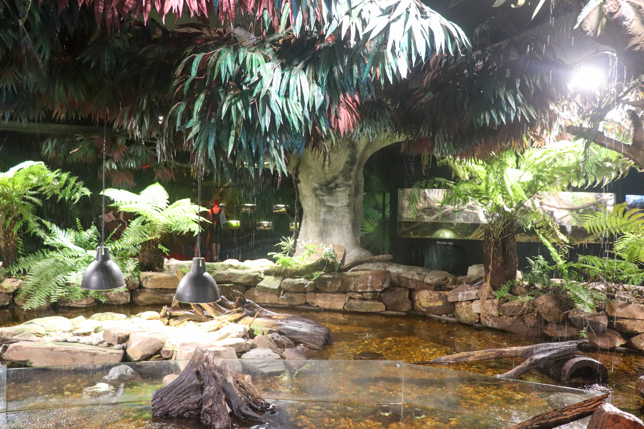 Turtle Exhibit - December 2018