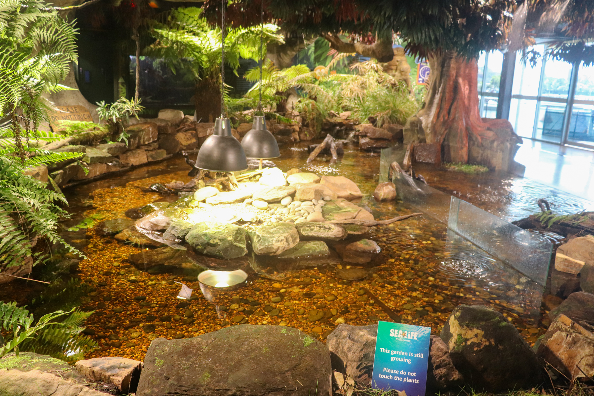 Turtle Exhibit - December 2018