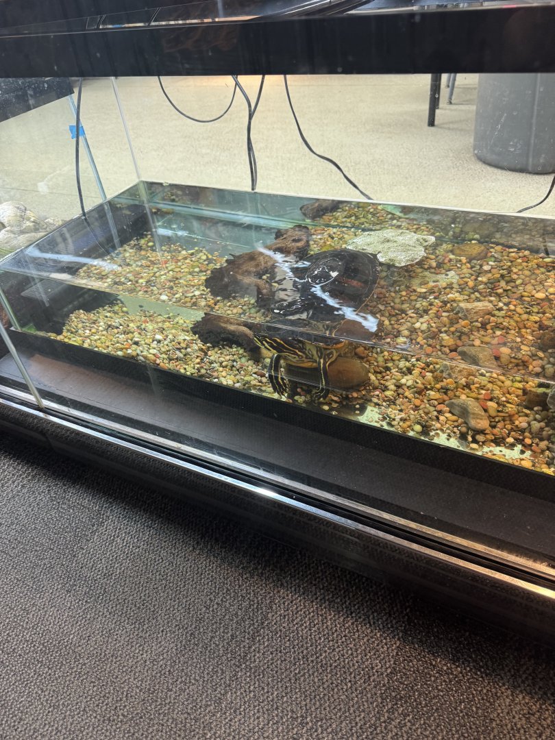 Turtle Exhibit- December 2024
