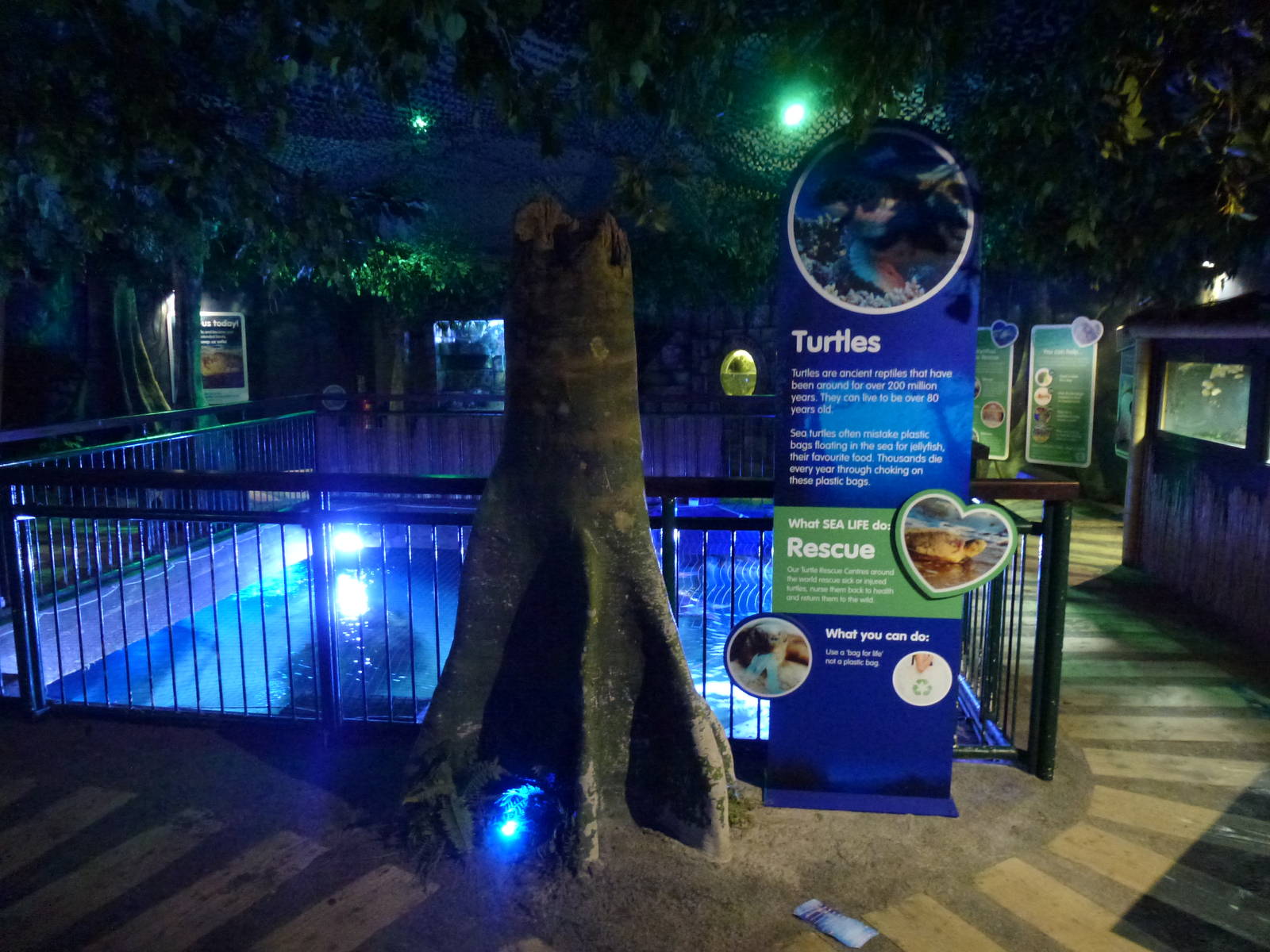 Turtle exhibit, January 2014