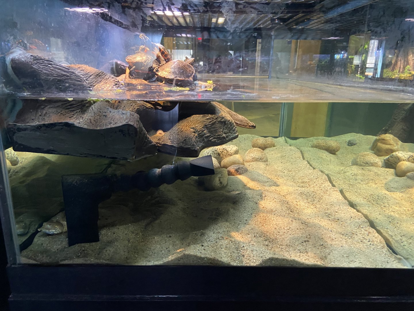 Turtle Exhibit (Spiny softshell, etc.)