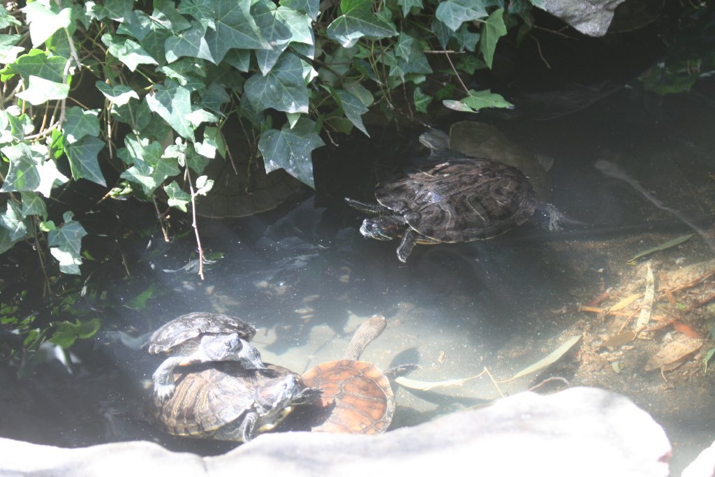 Turtle exhibit