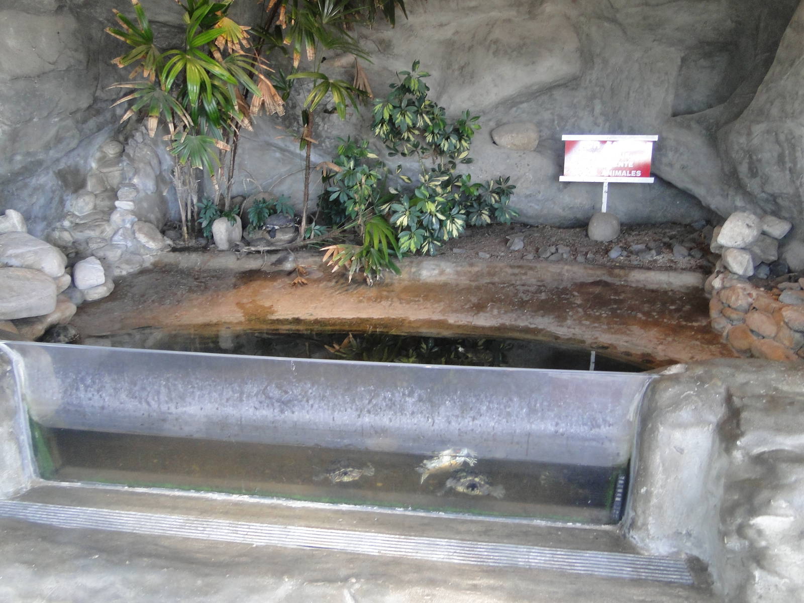 Turtle exhibit