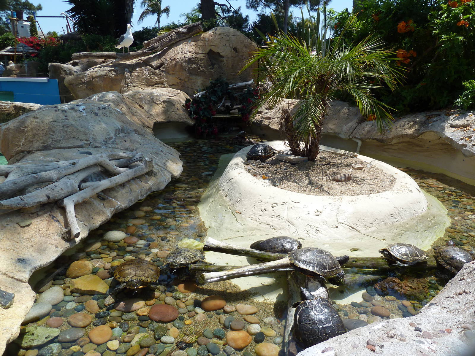 Turtle Exhibit