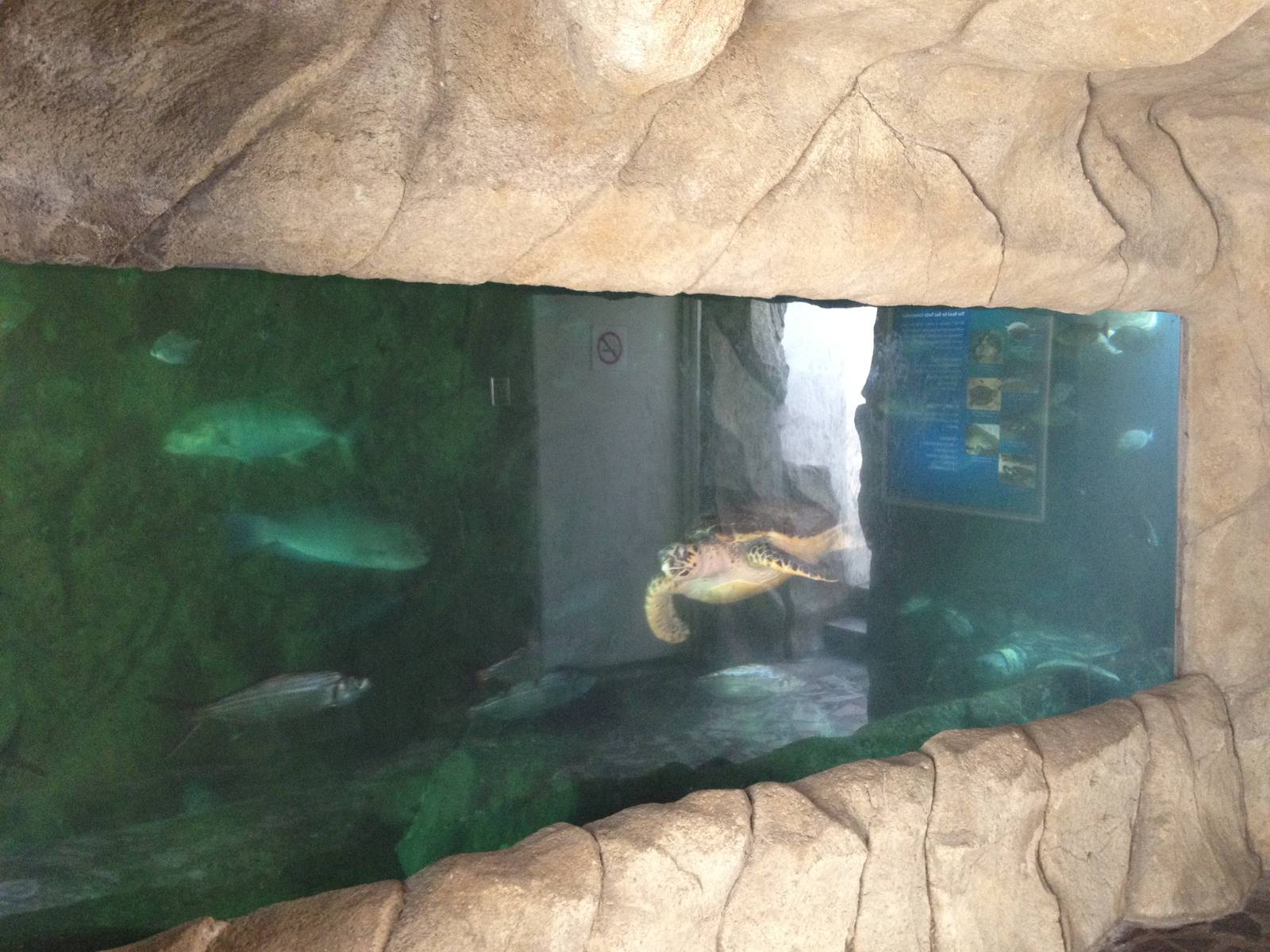 Turtle Exhibit