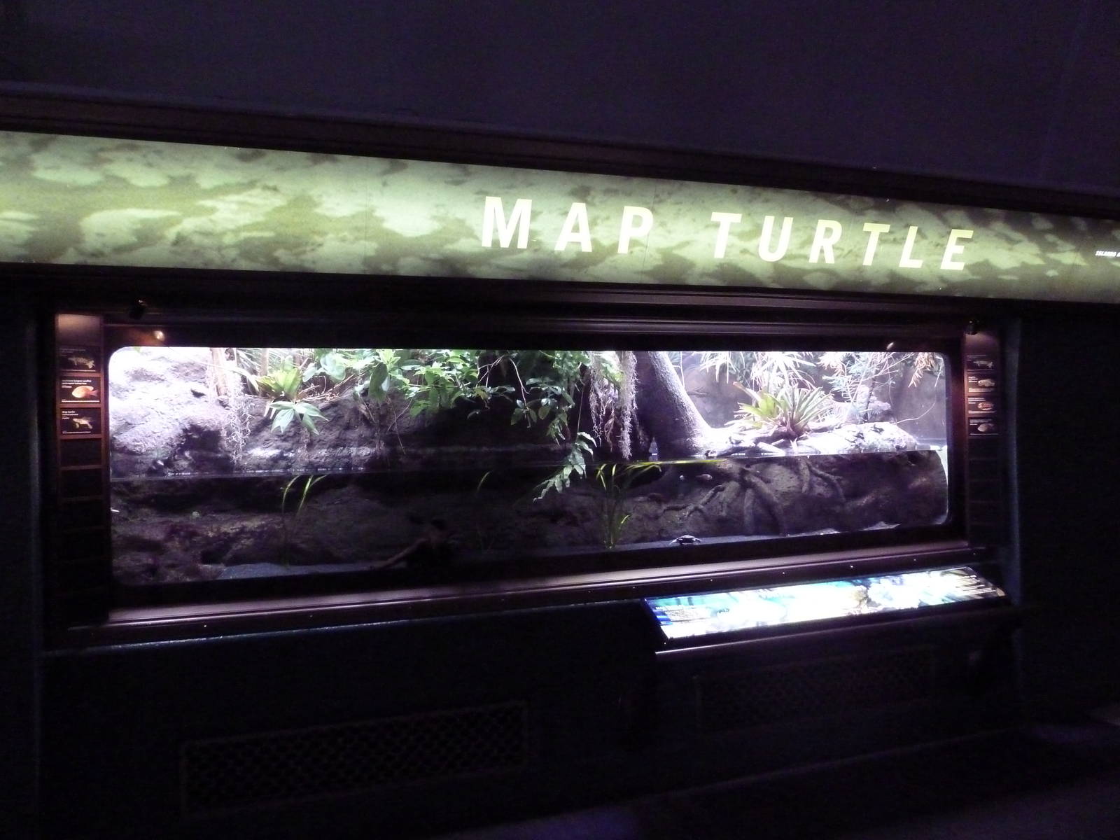 Turtle Exhibit