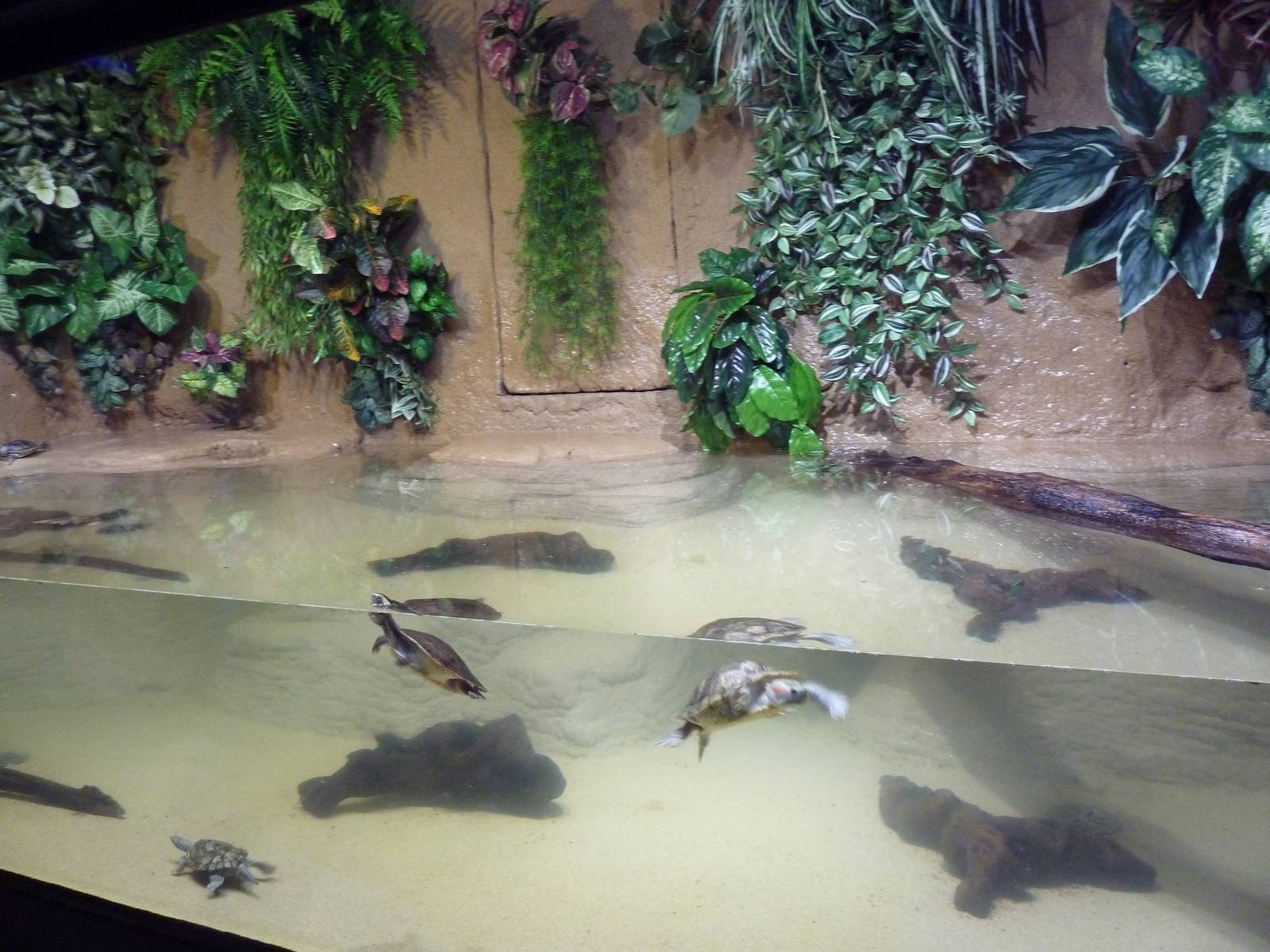 Turtle Exhibit