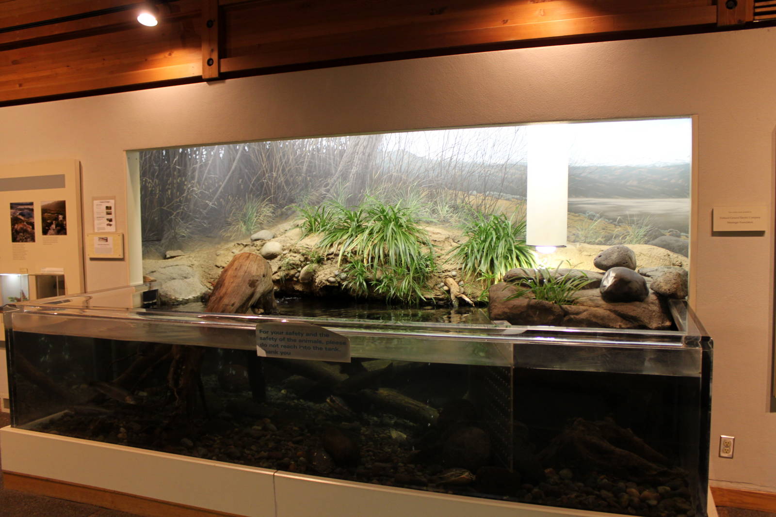 Turtle Exhibit