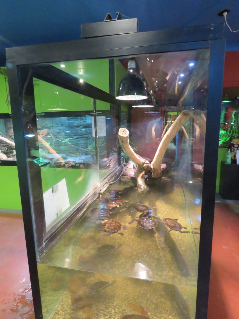 Turtle Exhibit