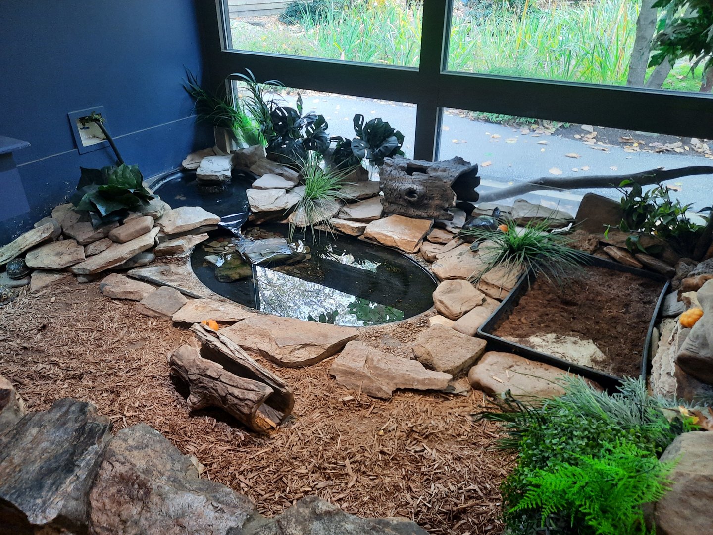 Turtle Exhibit